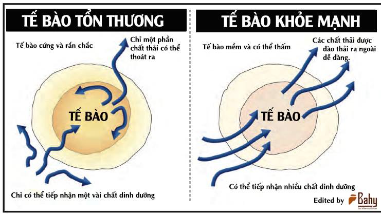 te-bao-ung-thu-te-bao-thuong